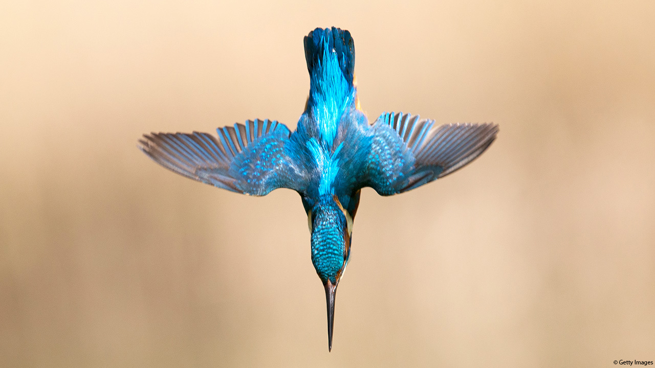 Biomimicry - Kingfisher